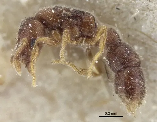 Prionopelta opaca specimen CASENT0916708 image casent0916708_3