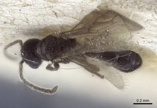 Prionopelta opaca specimen CASENT0916709 image casent0916709_1