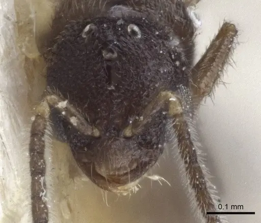 Prionopelta opaca specimen CASENT0916709 image casent0916709_3