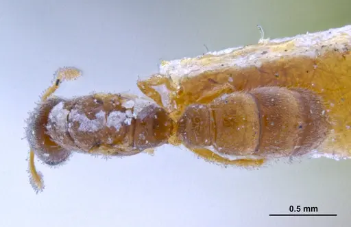 Prionopelta punctulata specimen ANTWEB1041476 image antweb1041476_1