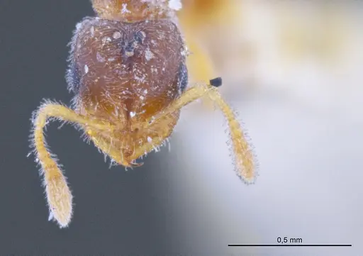 Prionopelta punctulata specimen ANTWEB1041476 image antweb1041476_2