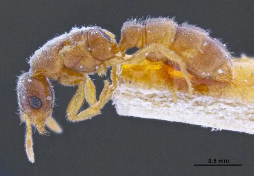 Prionopelta punctulata specimen ANTWEB1041476 image antweb1041476_3