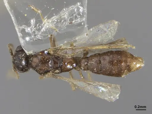 Prionopelta punctulata specimen ANTWEB1041477 image antweb1041477_1