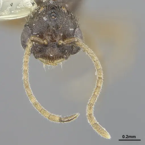 Prionopelta punctulata specimen ANTWEB1041477 image antweb1041477_2