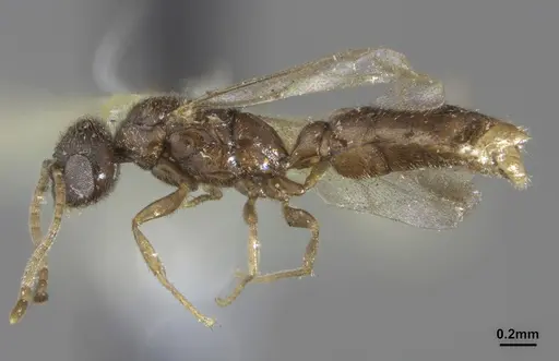 Prionopelta punctulata specimen ANTWEB1041477 image antweb1041477_3