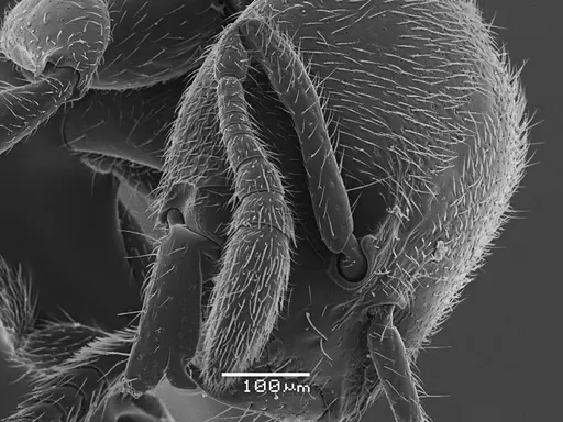 Prionopelta punctulata specimen ANTWEB1041478 image antweb1041478_1