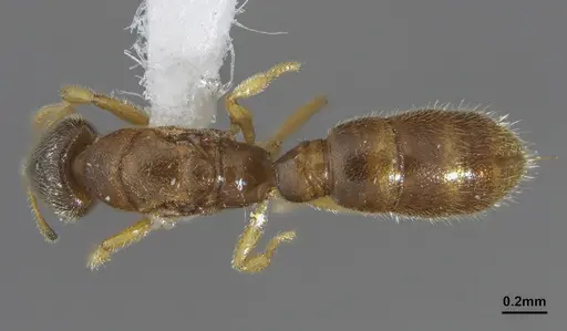 Prionopelta punctulata specimen ANTWEB1041479 image antweb1041479_1