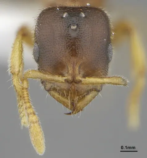 Prionopelta punctulata specimen ANTWEB1041479 image antweb1041479_2