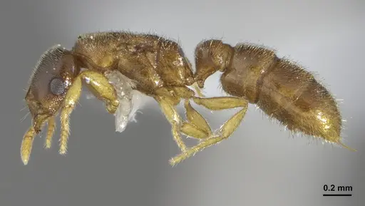 Prionopelta punctulata specimen ANTWEB1041479 image antweb1041479_3