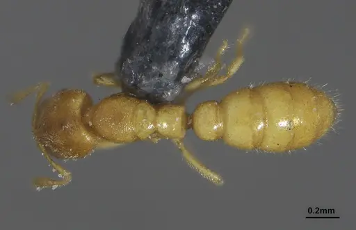 Prionopelta punctulata specimen ANTWEB1041480 image antweb1041480_1