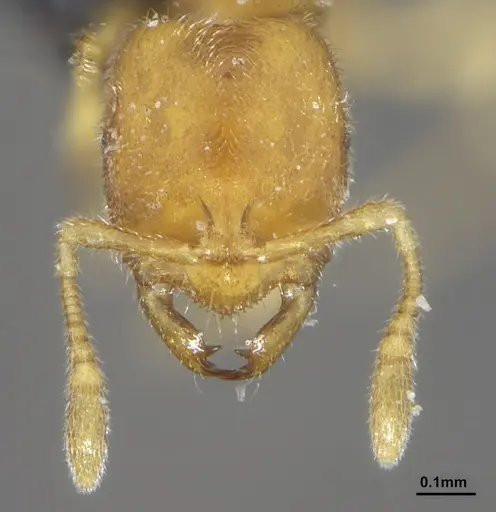 Prionopelta punctulata specimen ANTWEB1041480 image antweb1041480_2