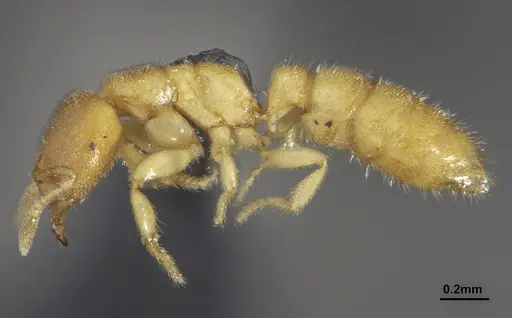 Prionopelta punctulata specimen ANTWEB1041480 image antweb1041480_3