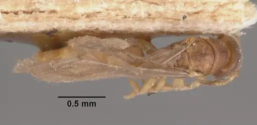 Prionopelta punctulata specimen CASENT0102503 image casent0102503_1