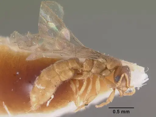 Prionopelta punctulata specimen CASENT0102503 image casent0102503_4
