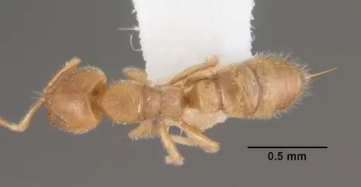Prionopelta punctulata specimen CASENT0102505 image casent0102505_1