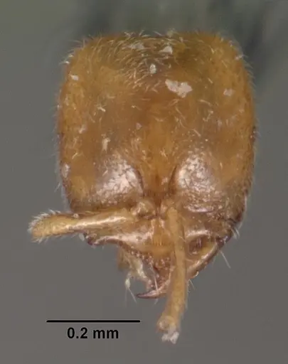 Prionopelta punctulata specimen CASENT0102505 image casent0102505_2