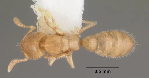 Prionopelta punctulata specimen CASENT0102586 image casent0102586_1