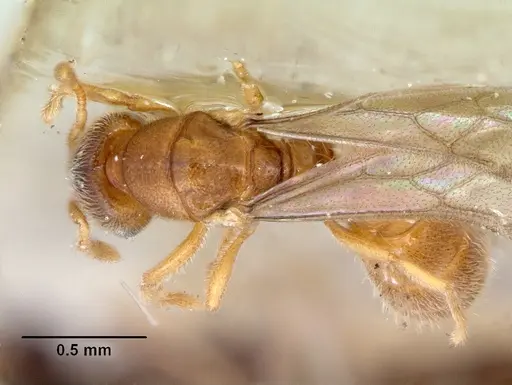 Prionopelta punctulata specimen CASENT0172312 image casent0172312_1