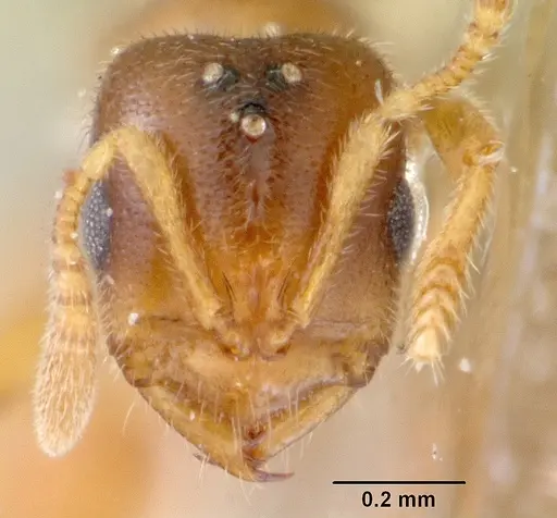 Prionopelta punctulata specimen CASENT0172312 image casent0172312_3