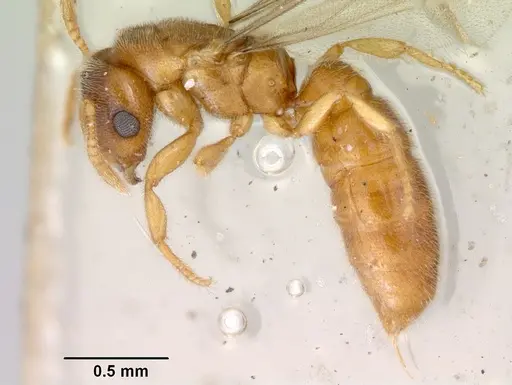 Prionopelta punctulata specimen CASENT0172312 image casent0172312_4