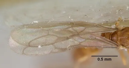 Prionopelta punctulata specimen CASENT0172312 image casent0172312_5