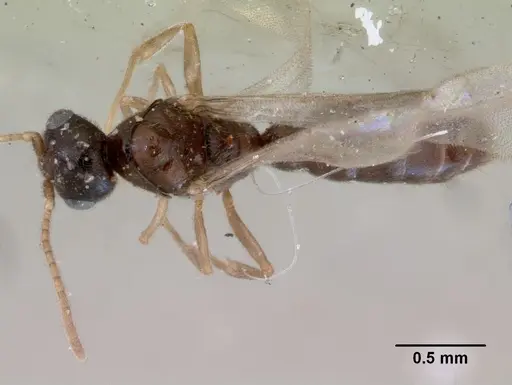Prionopelta punctulata specimen CASENT0172313 image casent0172313_1