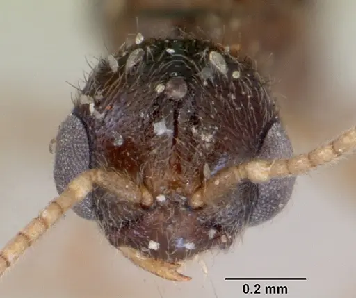 Prionopelta punctulata specimen CASENT0172313 image casent0172313_3