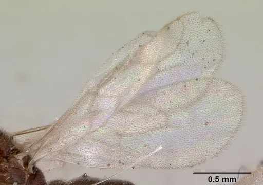 Prionopelta punctulata specimen CASENT0172313 image casent0172313_5