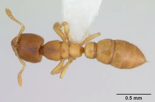 Prionopelta punctulata specimen CASENT0173506 image casent0173506_1