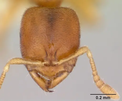 Prionopelta punctulata specimen CASENT0173506 image casent0173506_2