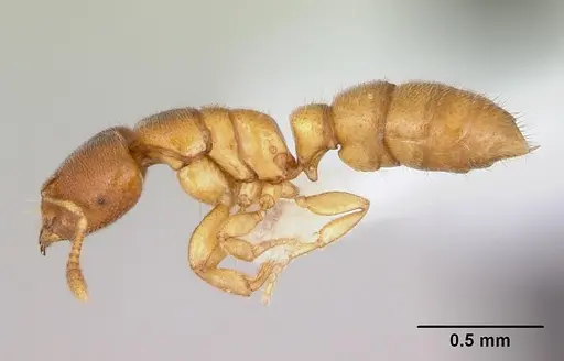 Prionopelta punctulata specimen CASENT0173506 image casent0173506_3
