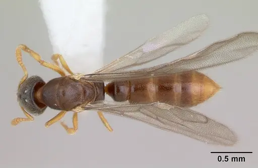 Prionopelta punctulata specimen CASENT0173507 image casent0173507_1