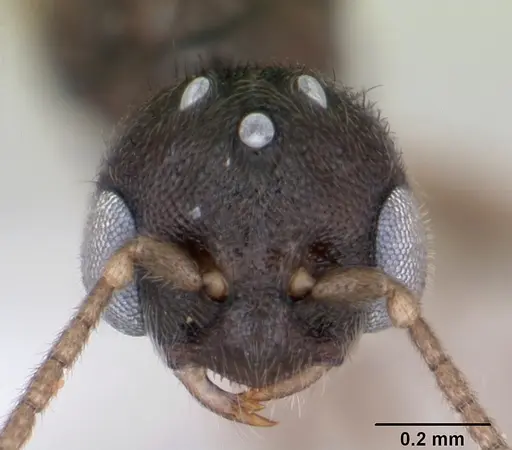 Prionopelta punctulata specimen CASENT0173508 image casent0173508_2