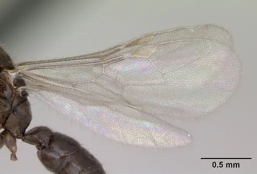 Prionopelta punctulata specimen CASENT0173508 image casent0173508_4