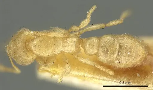 Prionopelta punctulata specimen CASENT0915650 image casent0915650_1