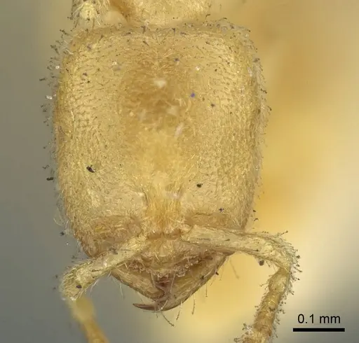 Prionopelta punctulata specimen CASENT0915650 image casent0915650_2