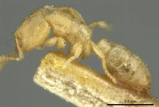 Prionopelta punctulata specimen CASENT0915650 image casent0915650_4