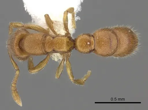 Prionopelta robynmae specimen CASENT0260469 image casent0260469_1