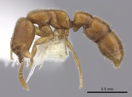 Prionopelta robynmae specimen CASENT0260469 image casent0260469_3