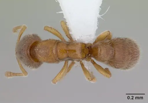 Prionopelta robynmae specimen CASENT0434876 image casent0434876_1