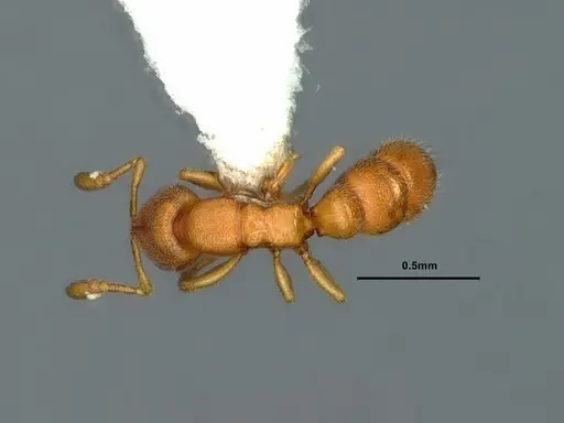 Prionopelta robynmae specimen CASENT0882072 image casent0882072_1