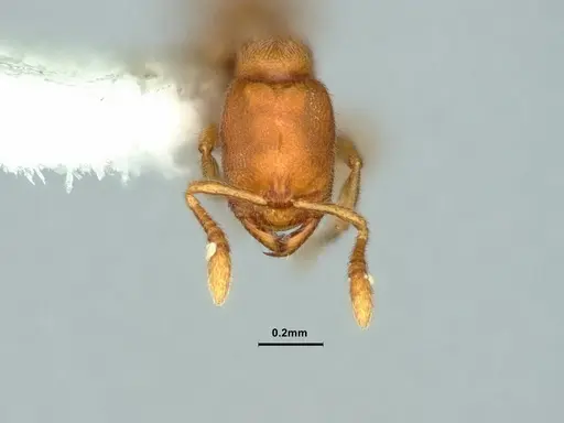 Prionopelta robynmae specimen CASENT0882072 image casent0882072_2