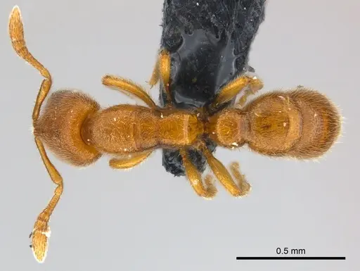 Prionopelta seychelles specimen CASENT0160321 image casent0160321_1