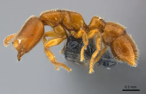 Prionopelta seychelles specimen CASENT0160321 image casent0160321_3