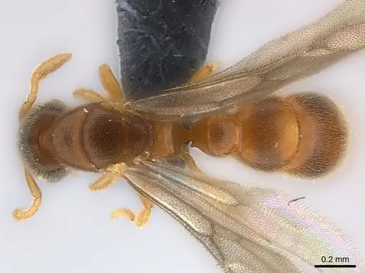 Prionopelta seychelles specimen CASENT0160375 image casent0160375_1