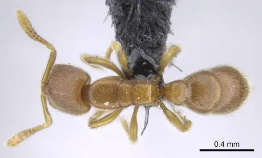 Prionopelta seychelles specimen CASENT0161311 image casent0161311_1