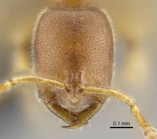 Prionopelta seychelles specimen CASENT0161311 image casent0161311_2