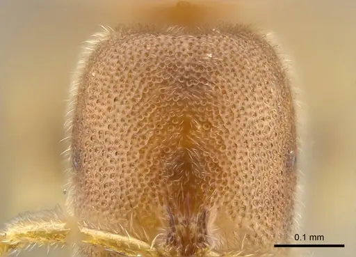 Prionopelta seychelles specimen CASENT0161311 image casent0161311_3