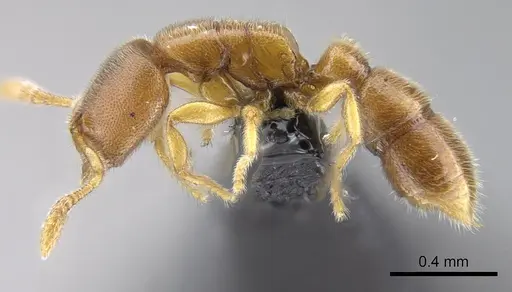 Prionopelta seychelles specimen CASENT0161311 image casent0161311_4