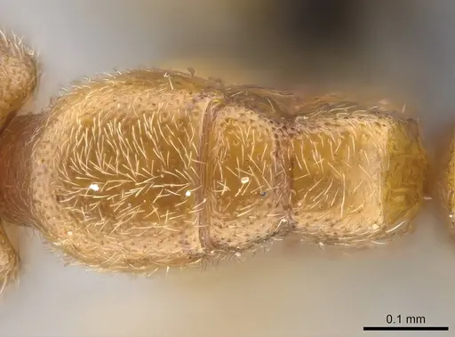 Prionopelta seychelles specimen CASENT0161319 image casent0161319_1